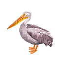  Standing Pelican Left
