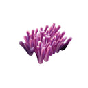  Purple Coral