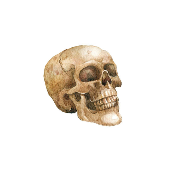 Watercolor and pencil illustration of a human Skull Decal from Cover-Alls with detailed shading and texture, isolated on a white background.