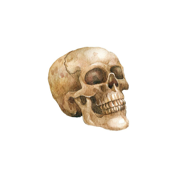 Watercolor and pencil illustration of a human Skull Decal from Cover-Alls with detailed shading and texture, isolated on a white background.