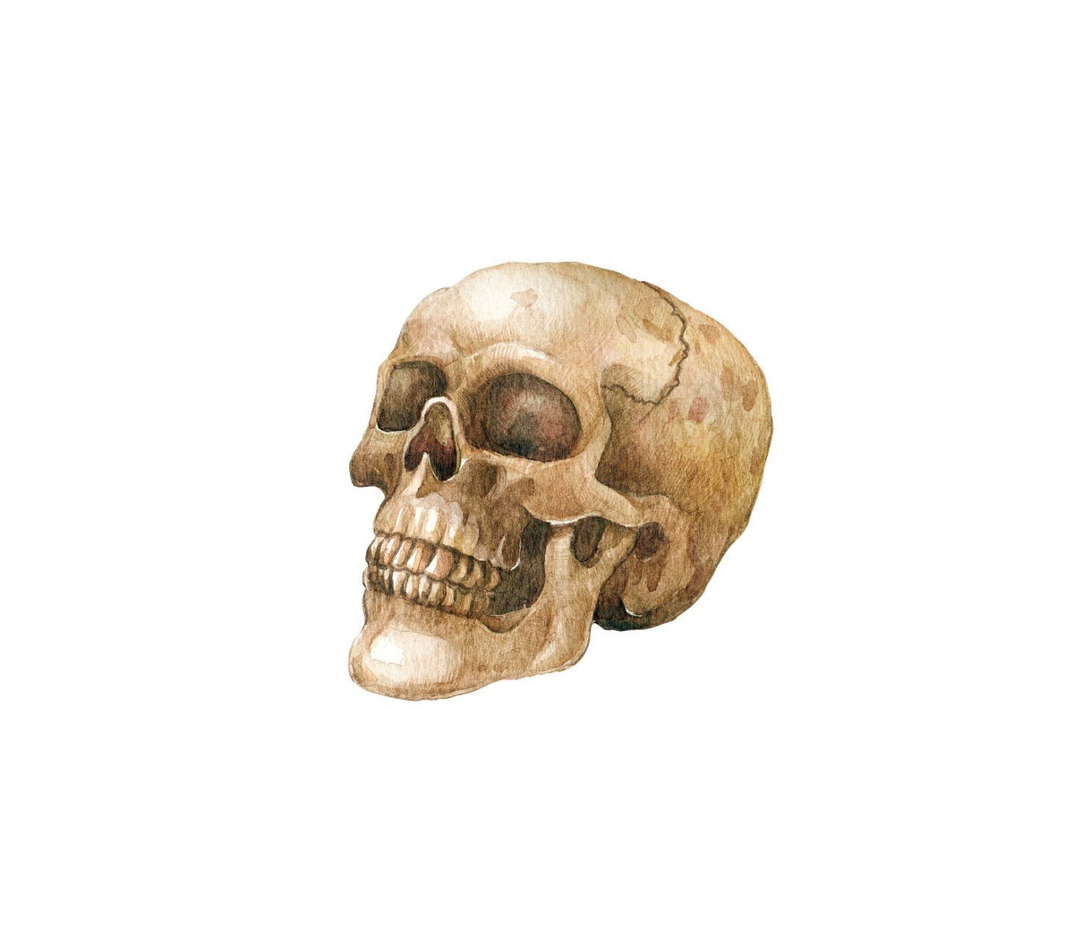 A watercolor and pencil illustration of a Cover-Alls Skull Decal with a detailed texture, depicted in a realistic style against a white background.