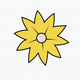  Yellow Star Flower