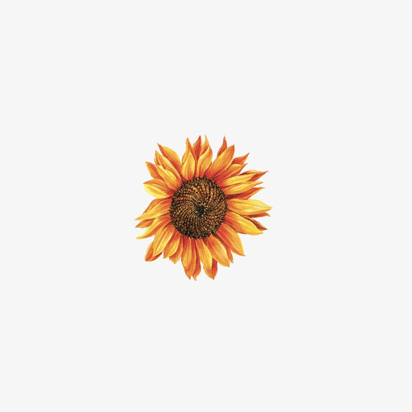 A vibrant sunflower with bright yellow-orange petals and a dark brown center, perfect as Thanksgiving decorations, isolated on a white background. - A vibrant sunflower with bright yellow-orange petals and a dark brown center, perfect as Thanksgiving Cornucopia Decals from Cover-Alls, isolated on a white background.