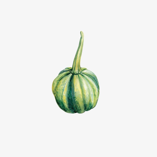 Watercolor illustration of a single green and yellow striped squash with a curved stem, included in a Thanksgiving Cornucopia Decals, isolated on a white background by Cover-Alls.