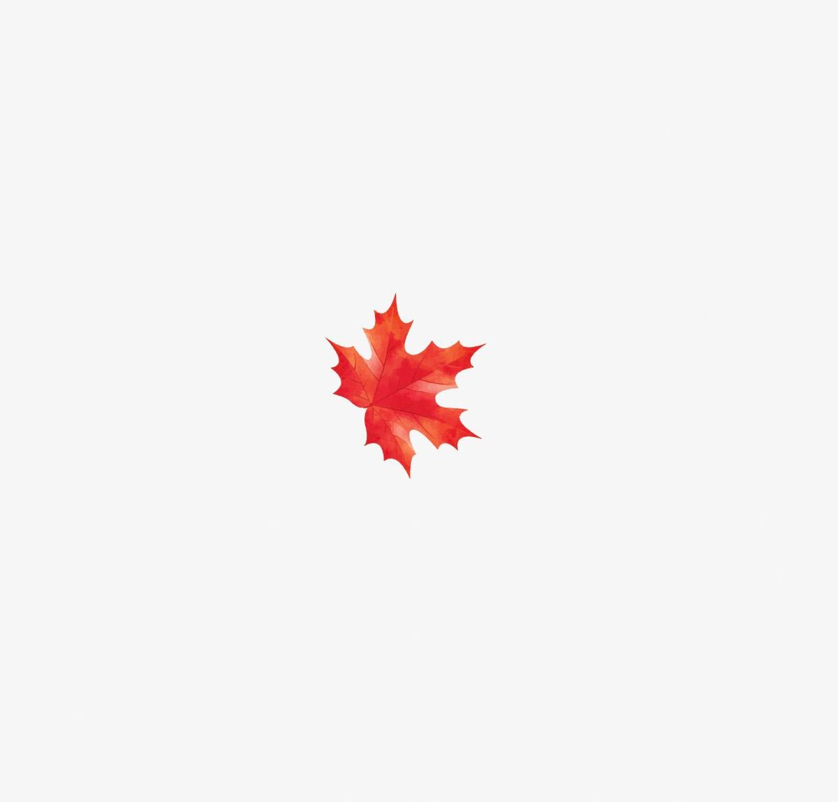 A single red maple leaf centered on a plain white background, symbolizing Cover-Alls Thanksgiving Cornucopia Decals decorations.