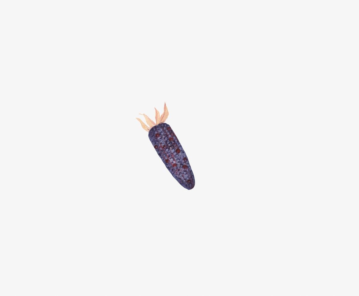 Illustration of a purple corn cob with husks and Thanksgiving decorations on a light background featuring Cover-Alls Thanksgiving Cornucopia Decals.