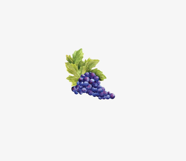 Watercolor illustration of a Thanksgiving Cornucopia Decals filled with blue grapes and green leaves on a white background by Cover-Alls.