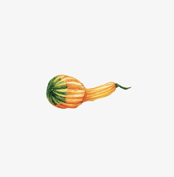 Illustration of a yellow squash with green accents and a curved shape in a Thanksgiving Cornucopia Decals on a white background by Cover-Alls.