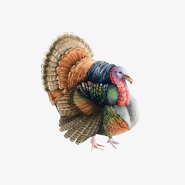 A vibrant watercolor illustration of a turkey in full display, perfect for Thanksgiving decorations, featuring detailed feathers in shades of brown, orange, and green, featuring Cover-Alls Thanksgiving Cornucopia Decals.