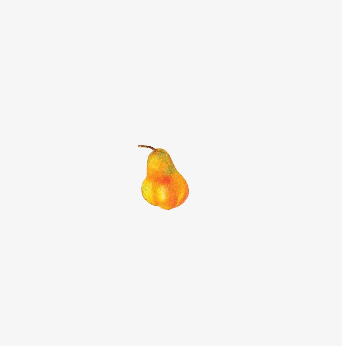 A ripe pear with a red and yellow gradient, centered against a plain white background, resembling Cover-Alls' Thanksgiving Cornucopia Decals.