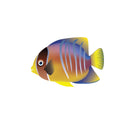  Masked Butterfly Fish